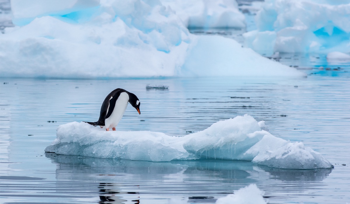 Las sustancias encontradas suponen un riesgo para la salud de todos los seres vivos de la Antártida. 