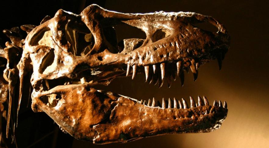 Hallazgo increíble: el “primer fósil de dinosaurio vinculado al asteroide que causó su extinción”