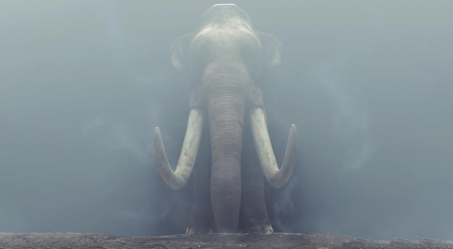 Descubren en Israel un gigantesco colmillo de elefante prehistórico