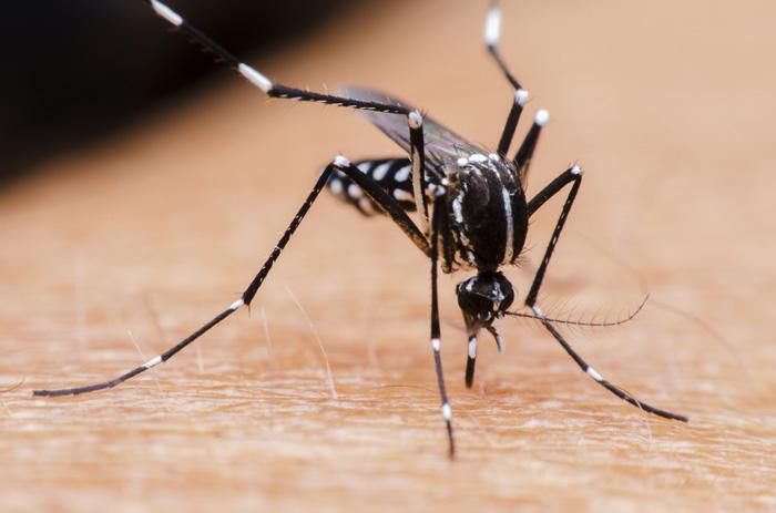Sueltan millones de mosquitos mutantes en Brasil-0