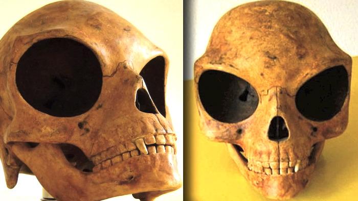 Científicos afirman que un cráneo hallado en Dinamarca podría ser extraterrestre-0