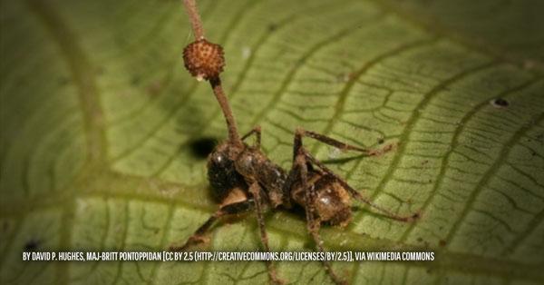 Un hongo domina las facultades mentales de la hormiga para volverla zombi-0