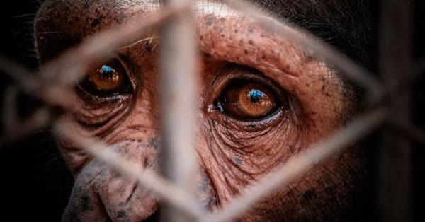 El cruel experimento que intentó cruzar humanos con simios-0